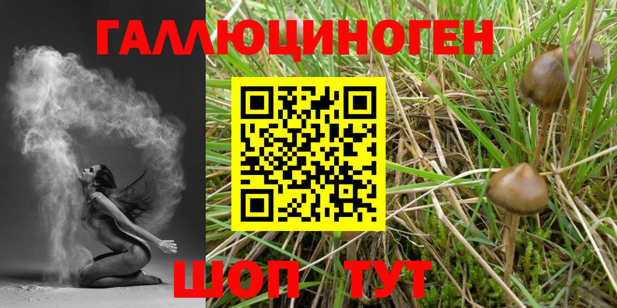 Псилоцибиновые грибы Cubensis Урус-Мартан